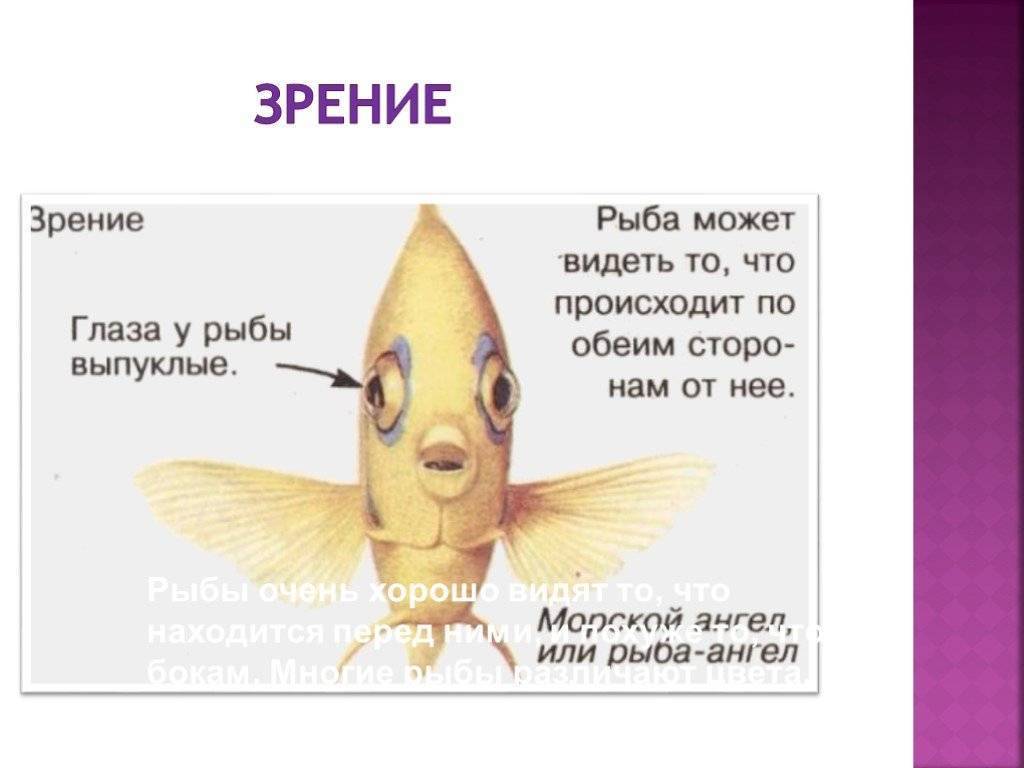 Зрение пресноводных рыб