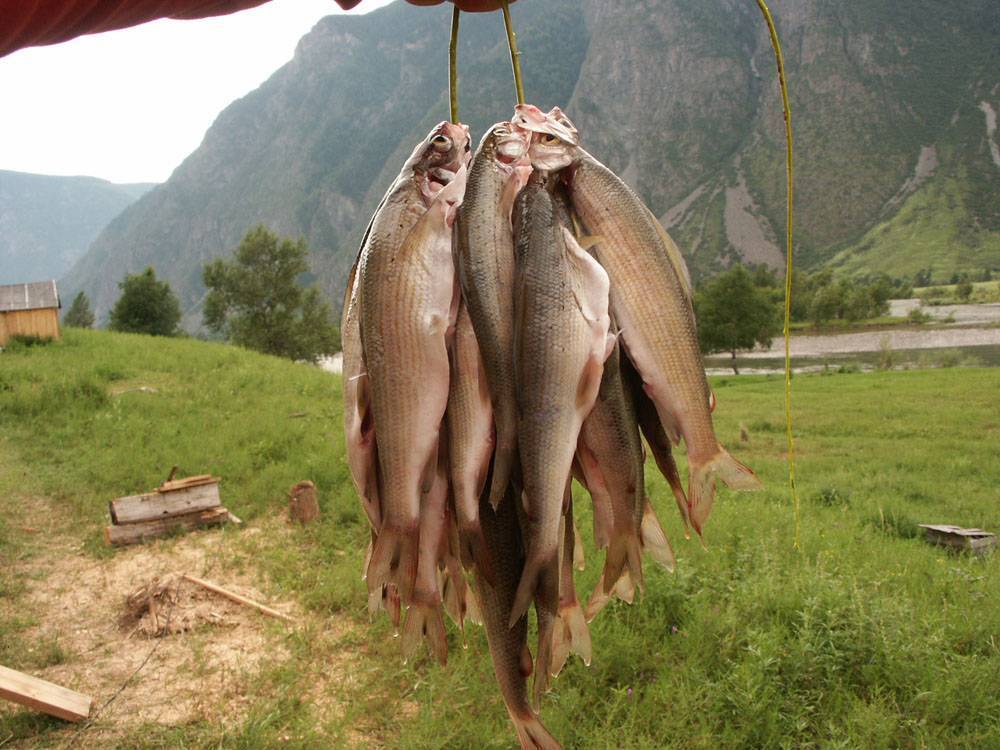 Катунь какая рыба. Рыбалка на Телецком озере. Телецкое озеро Алтай рыбалка. Таймень Телецкого озера. Рыбы Телецкого озера.