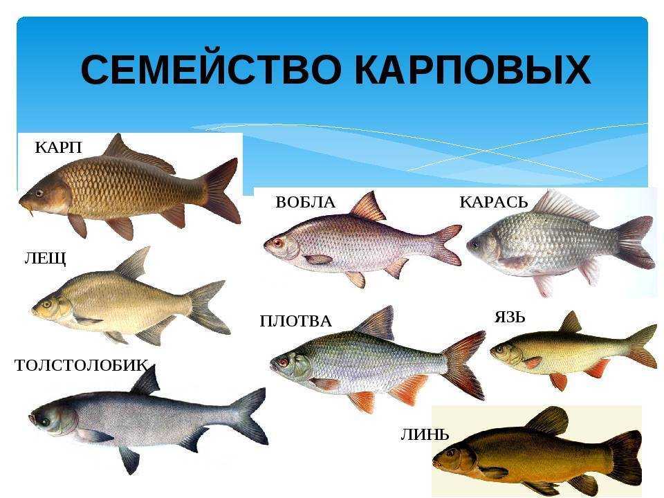 Какая пресноводная рыба водится в водоемах россии