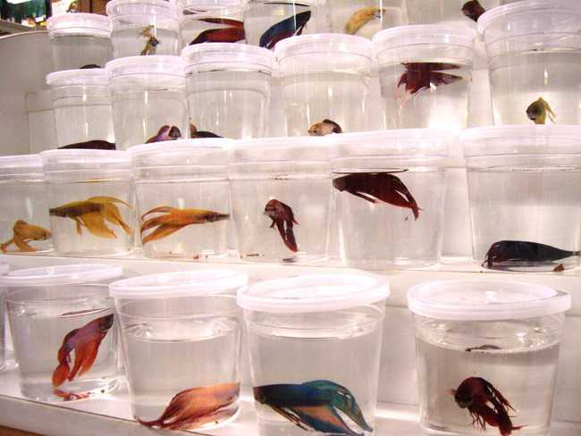 С чего начать и что нужно для аквариума с рыбками?