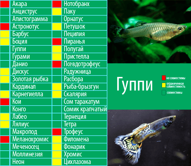 Аквариумная рыбка петушок ее содержание и кормление, размножение и болезни - ribulki.ru
