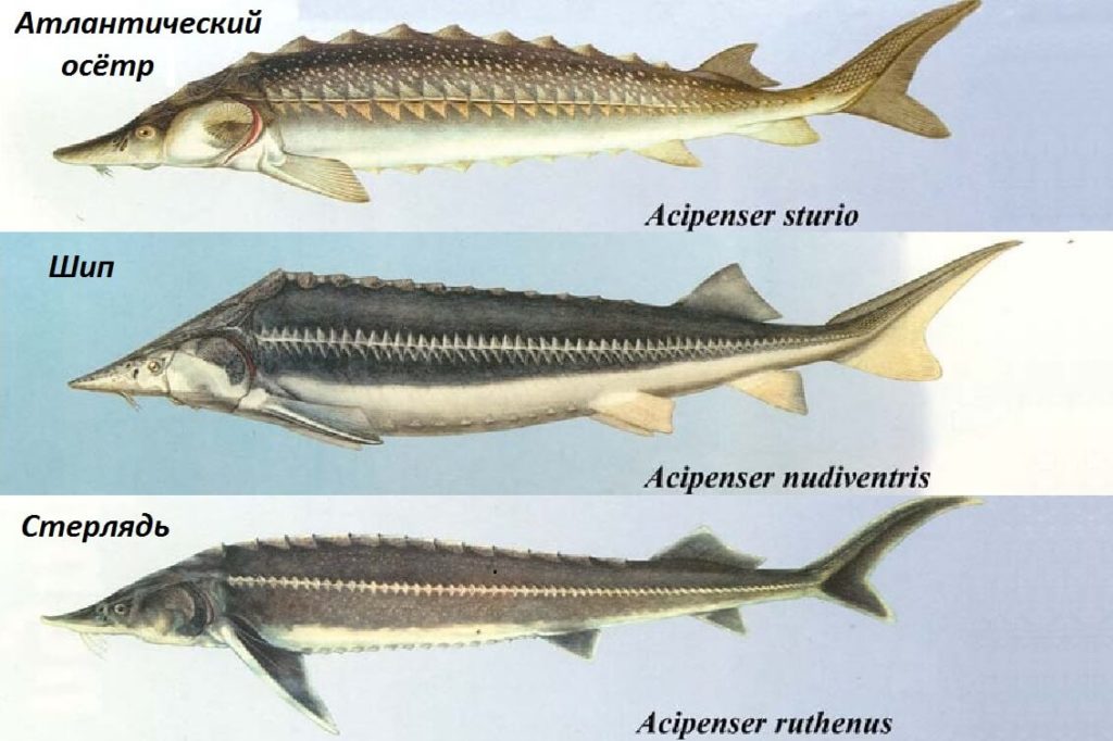 Семейство осетровых видов рыб: список самых популярных осетров, описание и фото