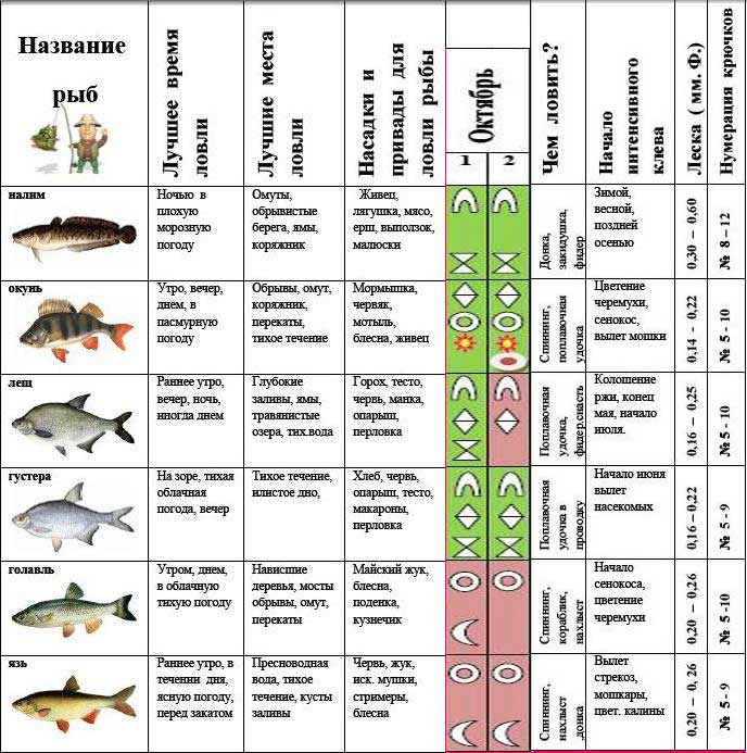 Атмосферное давление для рыбалки: как измерить, влияние на улов, влияние давления на поведение рыб