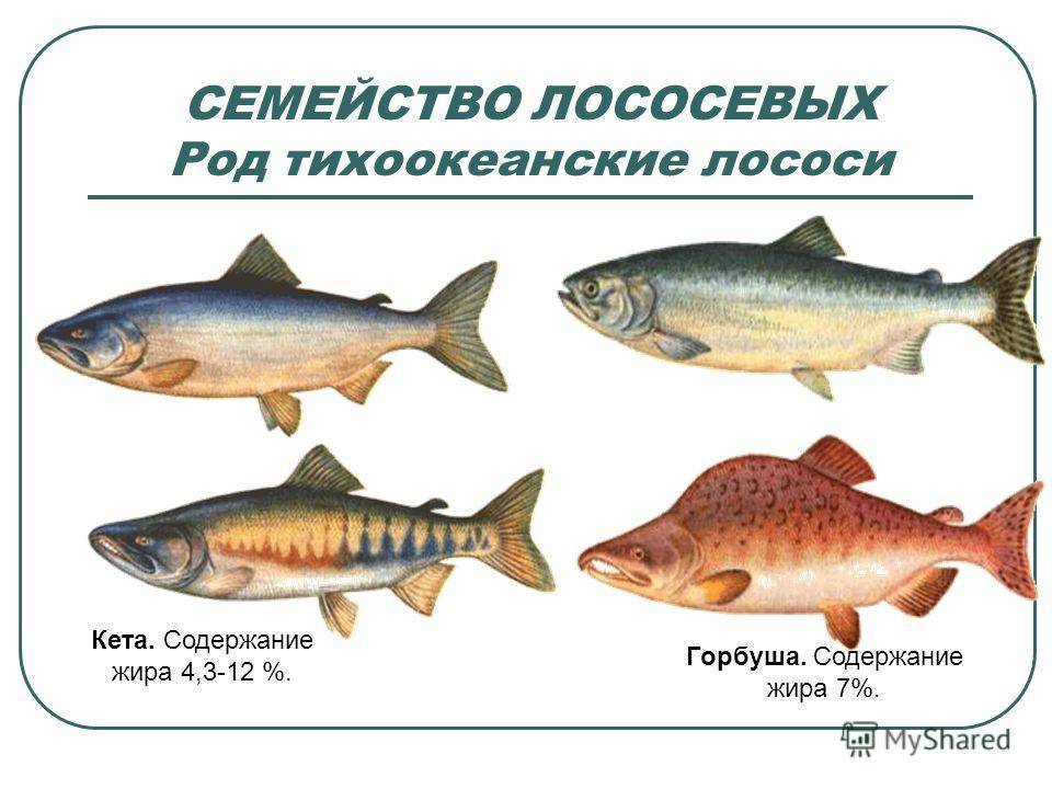 Кто такая рыба лосось? виды лососей - bionotes