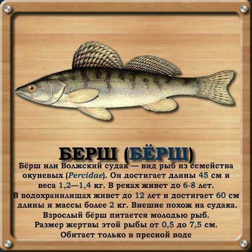 Рыба берш: отличие от судака, описание, как выглядит, где обитает и на что ловить, образ жизни рыбы, рецепты