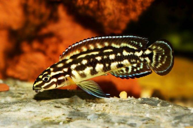 Юлидохромисы : содержание, описание, виды, фото. | аквариумные рыбки