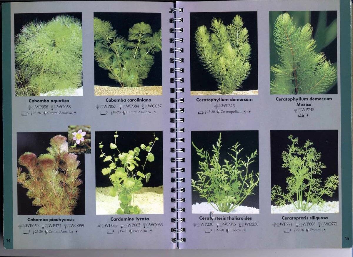 Топ-10 аквариумных растений для начинающих: фото с названиями, описание