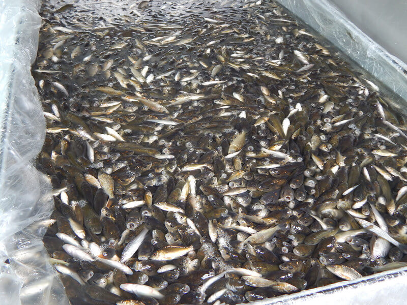 Разведение рыбы в искусственных водоемах без больших затрат!