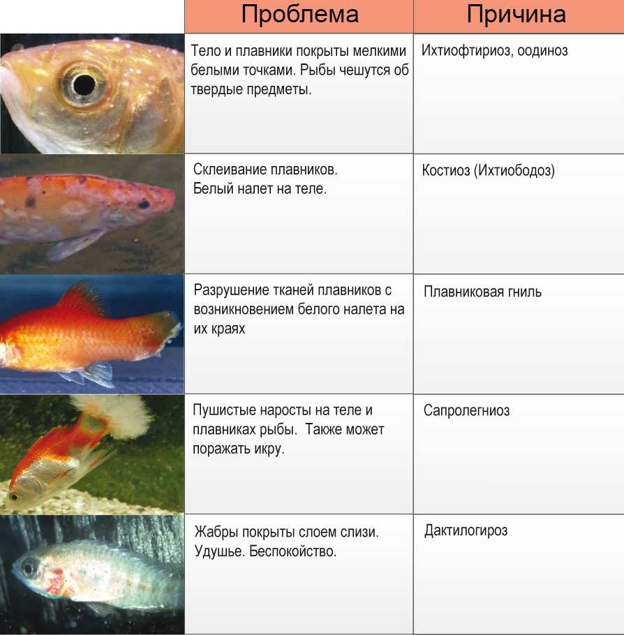 Болезни аквариумных рыб: симптомы и лечение с описанием и фото