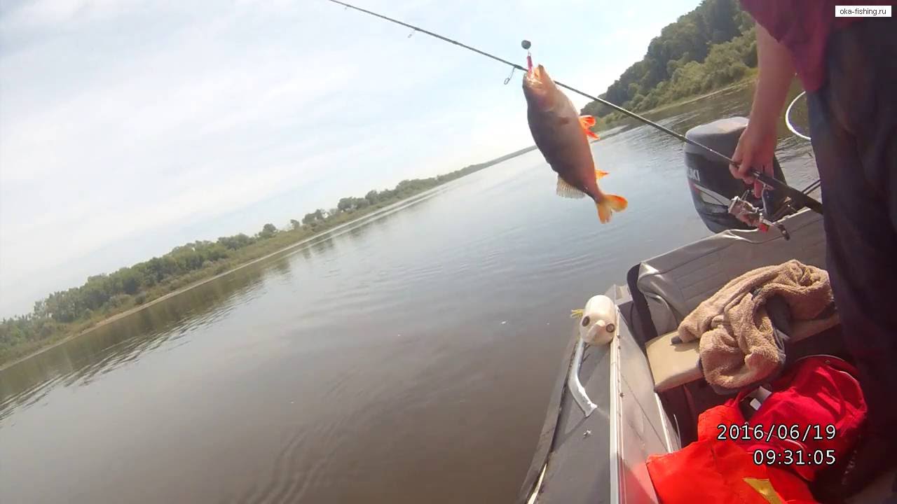 Рыбалка в рязанской области: реки ока, проня и другие привлекательные для ловли места