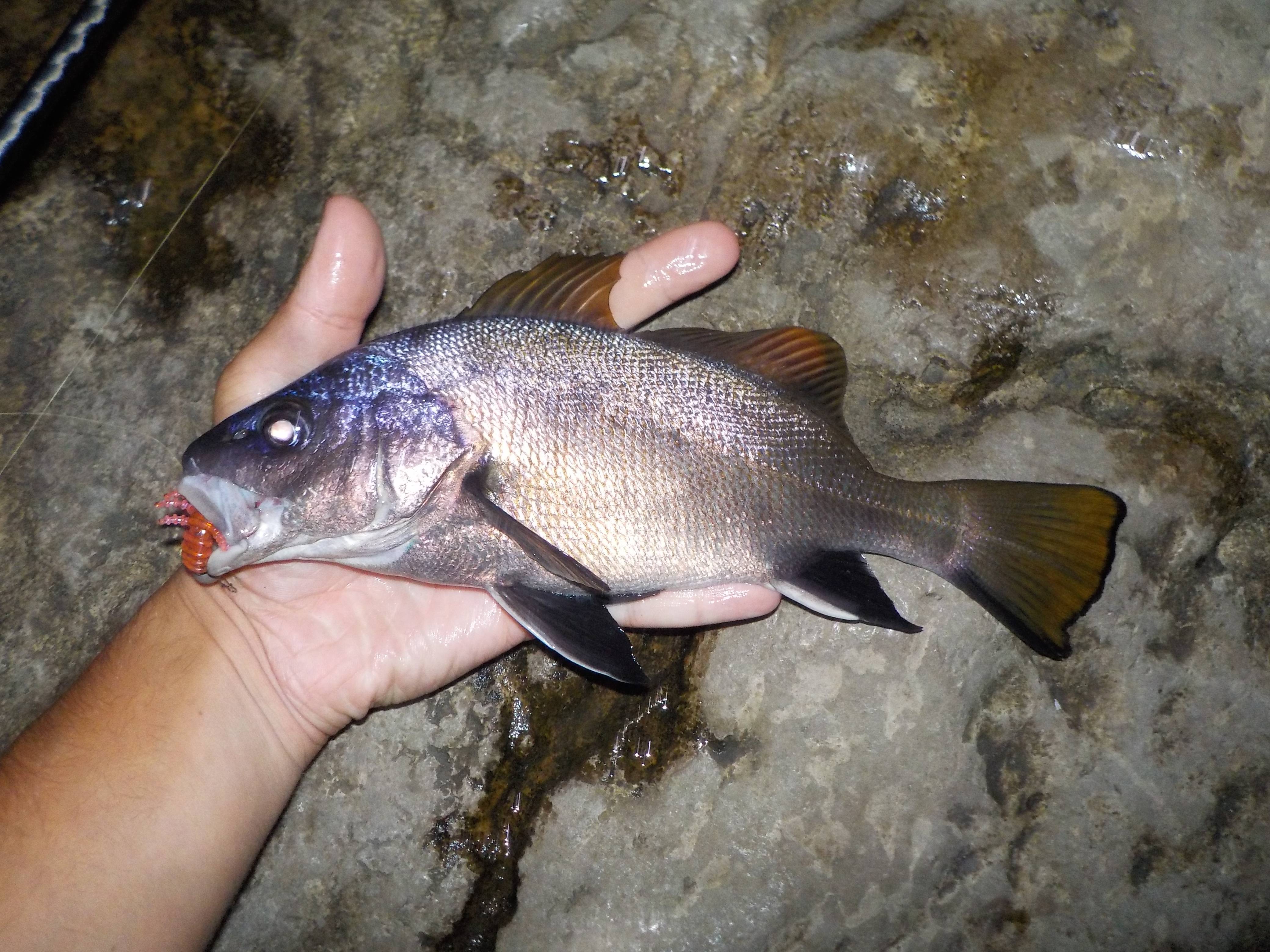 Горбыль орлиный фото и описание – каталог рыб, смотреть онлайн