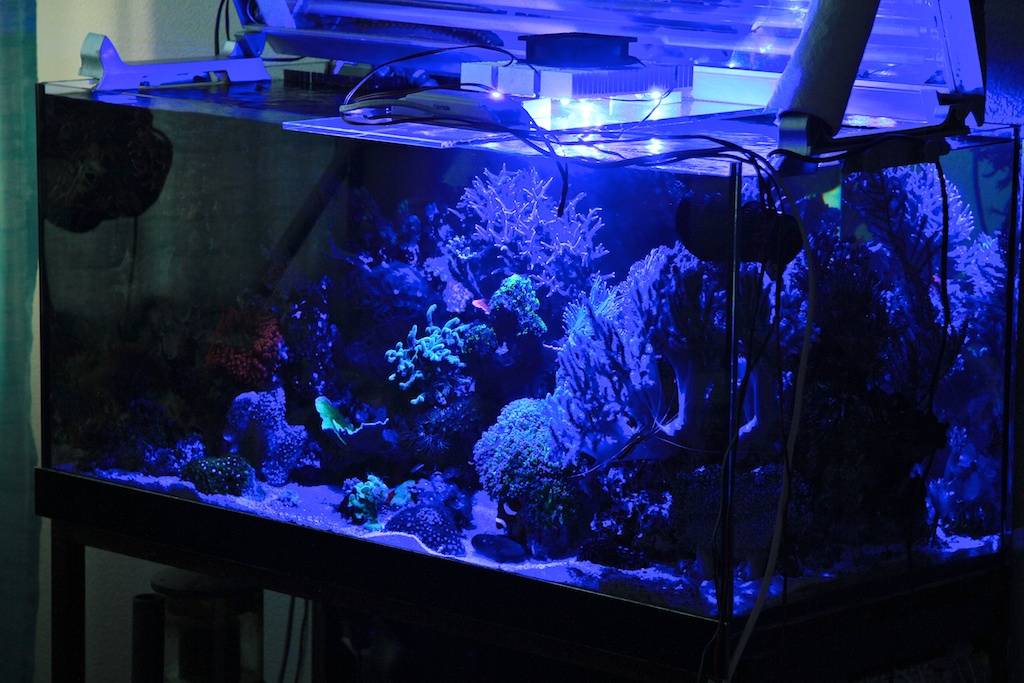 Как запустить и содержать морской аквариум дома