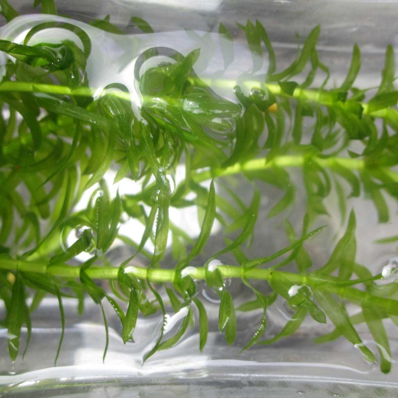 Аквариумное растение элодея: фото и описание, уход и содержание - ribulki.ru