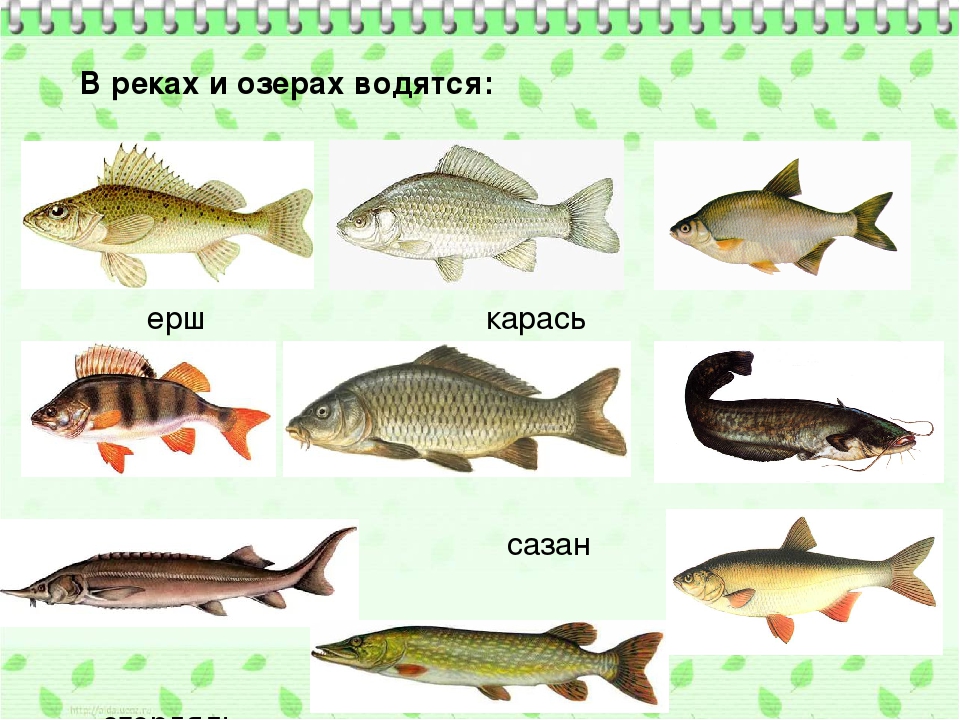 40 лучших рыболовных мест в ростовской области. платные и бесплатные | oribalka.ru