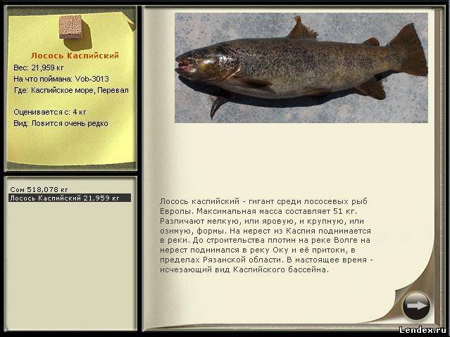 Лосось: описание рыбы, чем отличается от семги, где обитает, виды, способы ловли