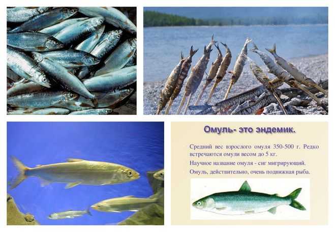Отряд лососеобразных пород включает в себя крупное семейство всех видов сиговых рыб