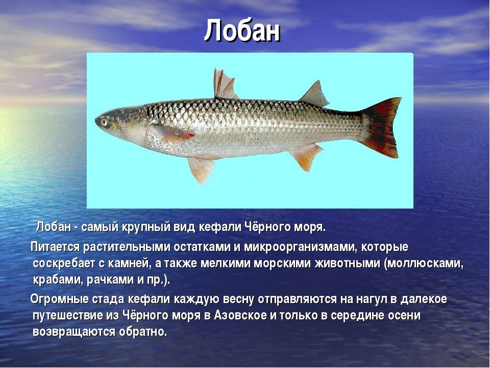 Кефаль черноморская: виды, фото, на что ловить - черноморие.рф