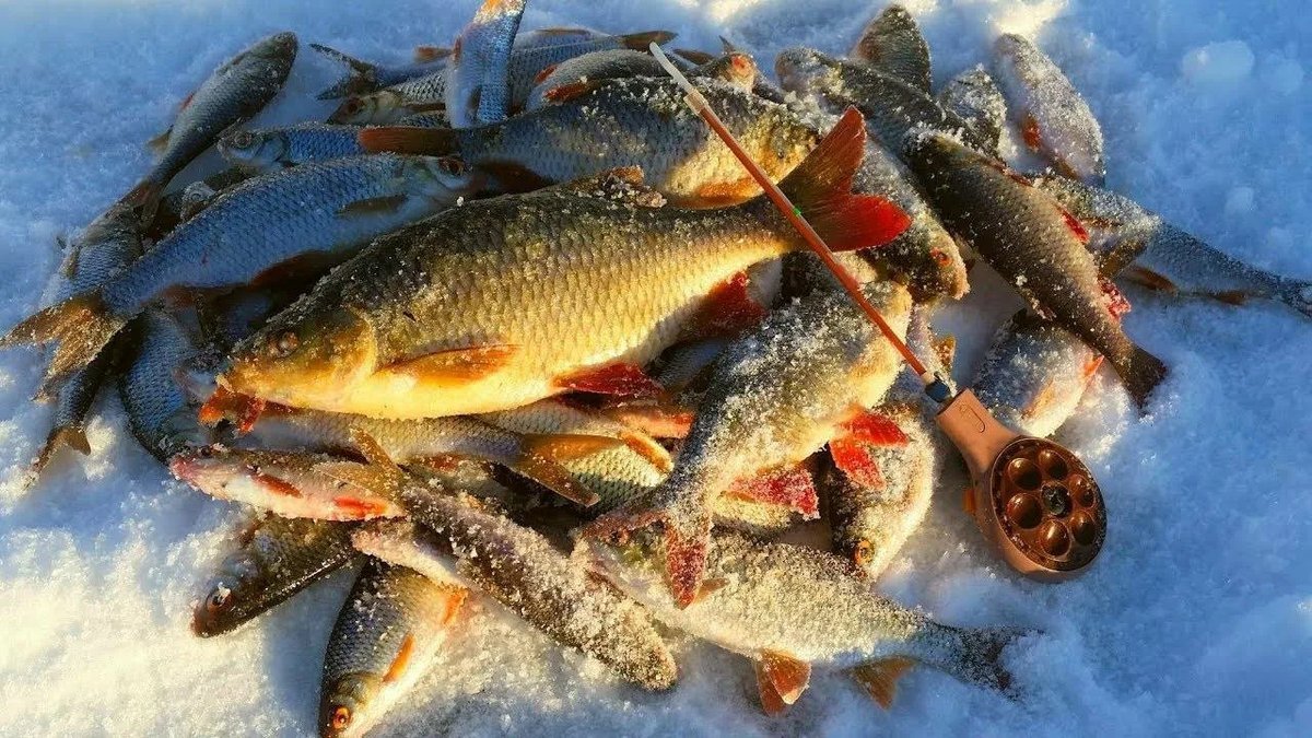 Зимняя рыбалка на поплавок. видео | монтаж оснастки