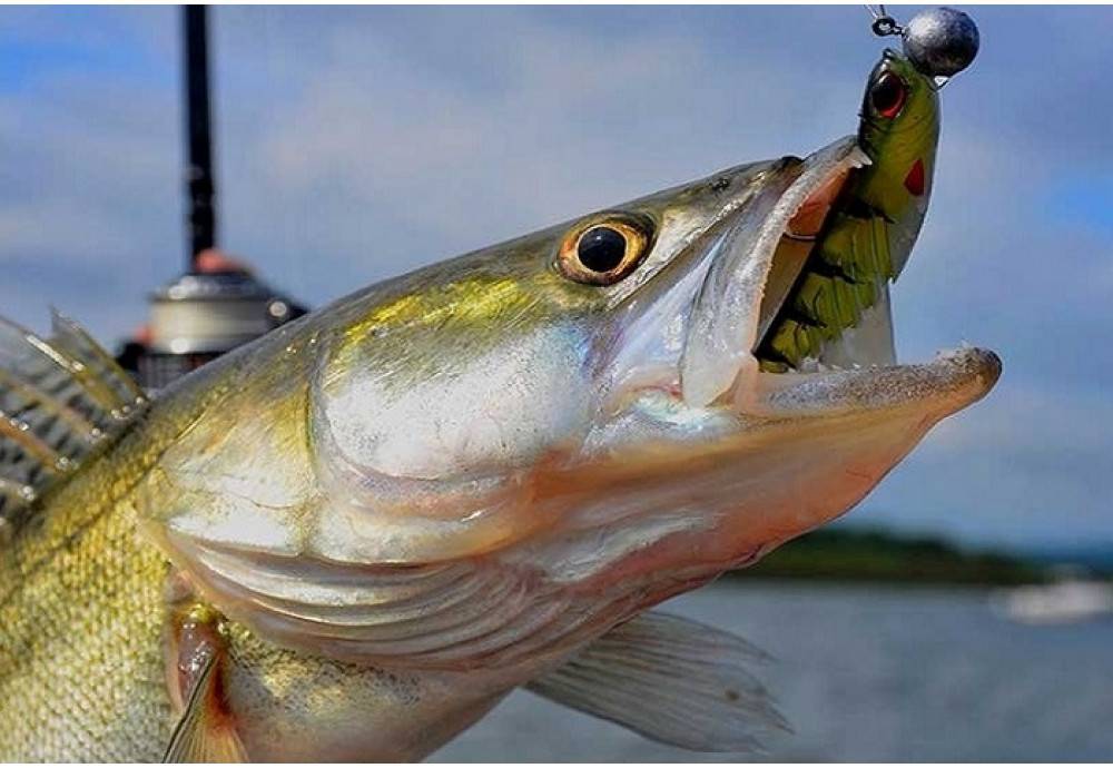 На что ловить рыбу на волге: снасти и приманки для рыбалки на волге - читайте на сatcher.fish