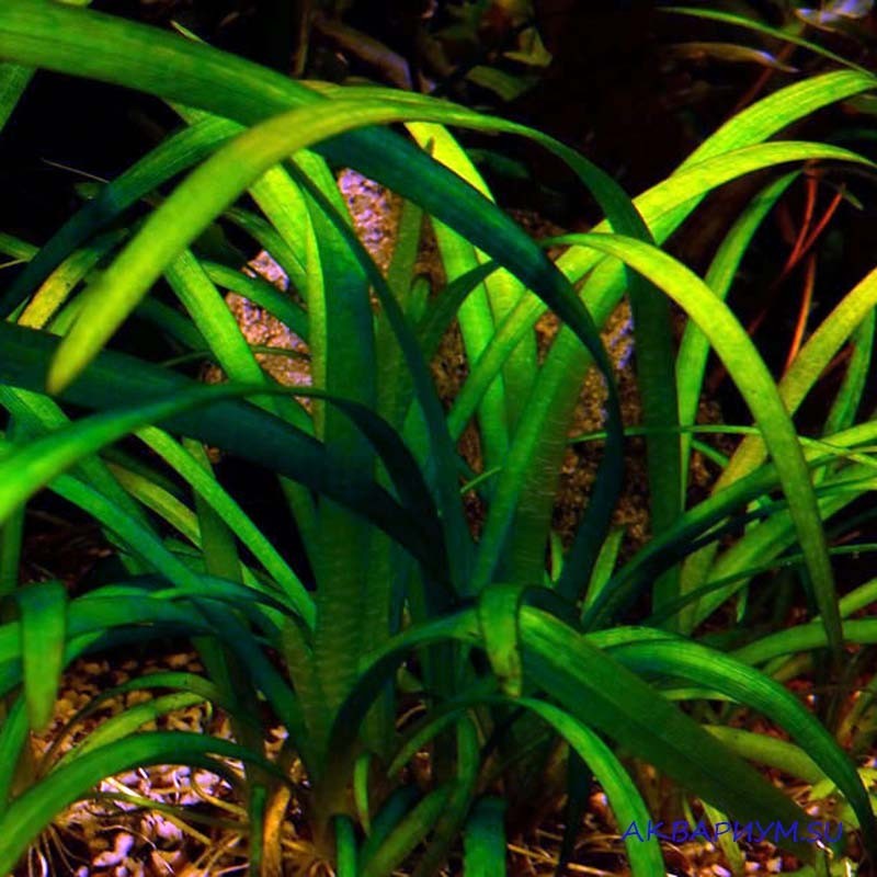 Растение стрелолист: содержание и уход, размножение, удобрение