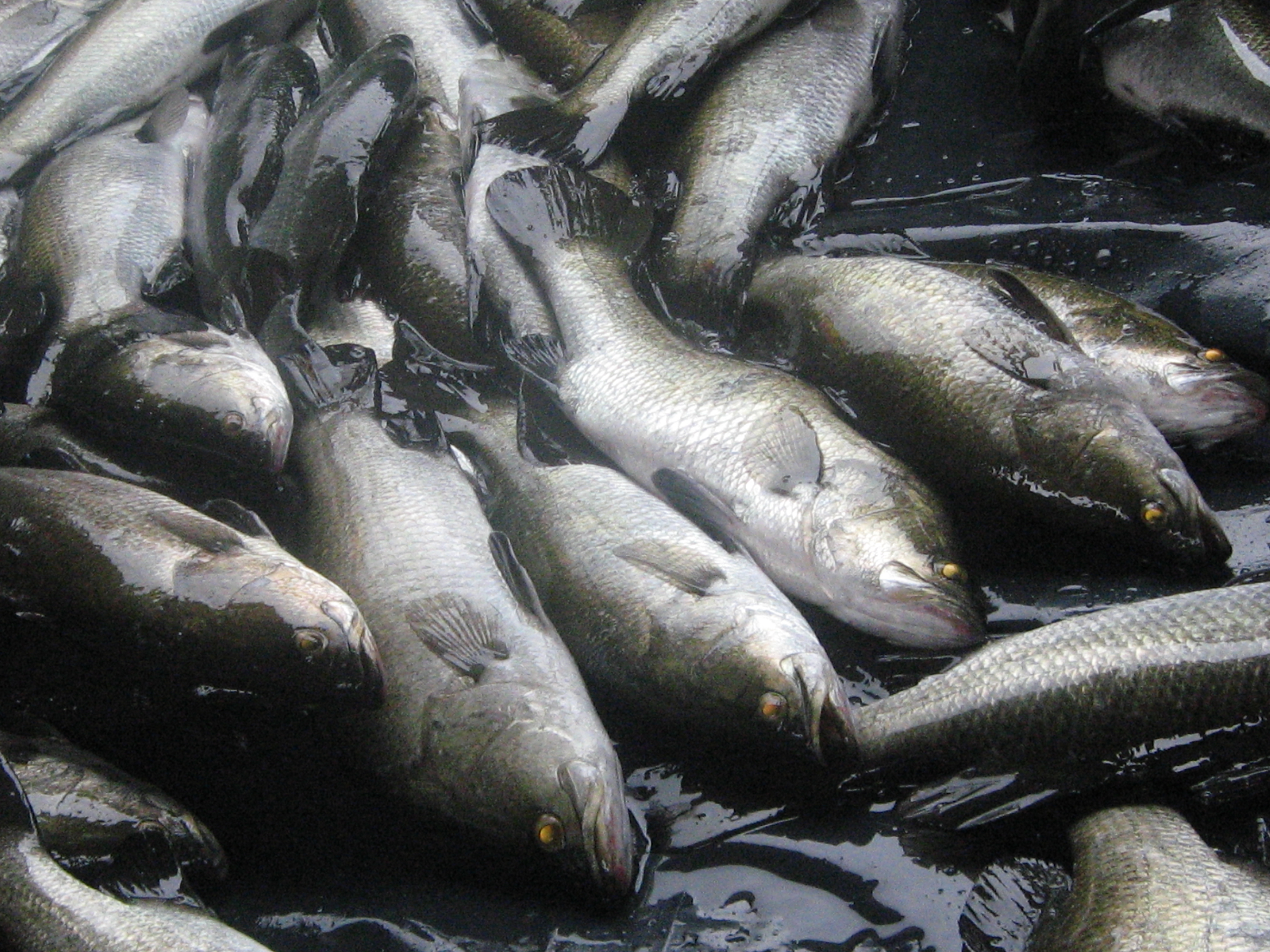 Рыба морской волк: места обитания, образ жизни и употребление в пищу