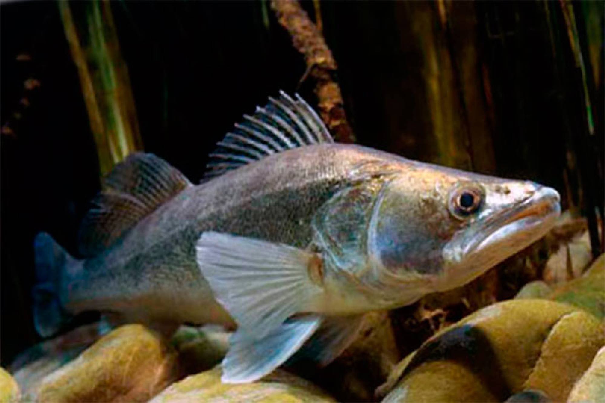 Рыба «чебак» фото и описание