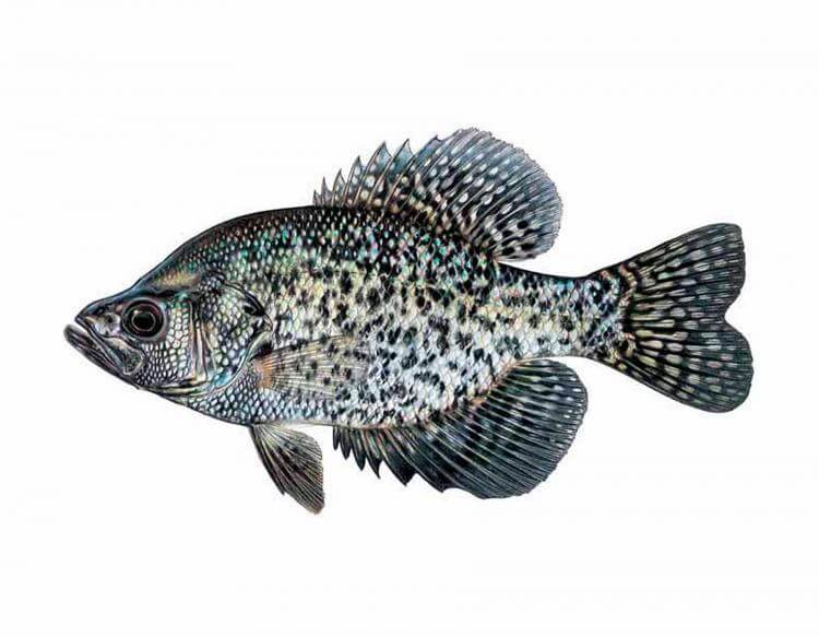 Рыба ёрш: размеры и разновидности, где обитает и чем питается, правила ловли