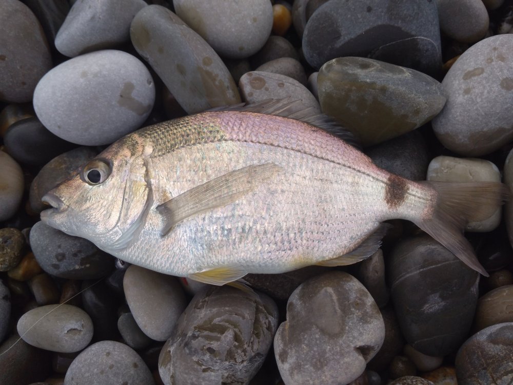 Горбыль светлый фото и описание – каталог рыб, смотреть онлайн