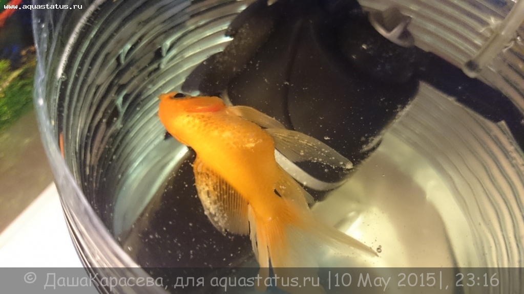 Рыбка петушок ничего не ест, не плавает: почему и что делать