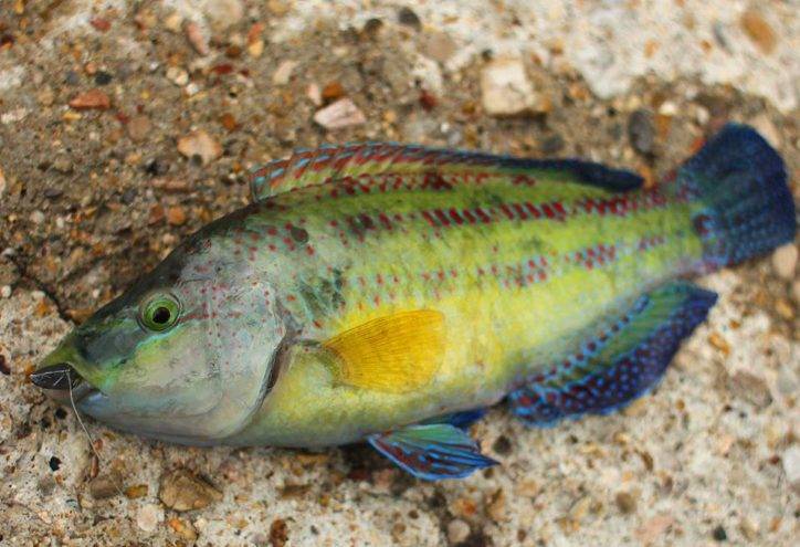 Губан-перепёлка фото и описание – каталог рыб, смотреть онлайн