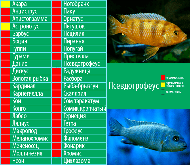 Аквариумные рыбки цихлиды: описание видов, содержание, корм, размножение и таблица совместимости