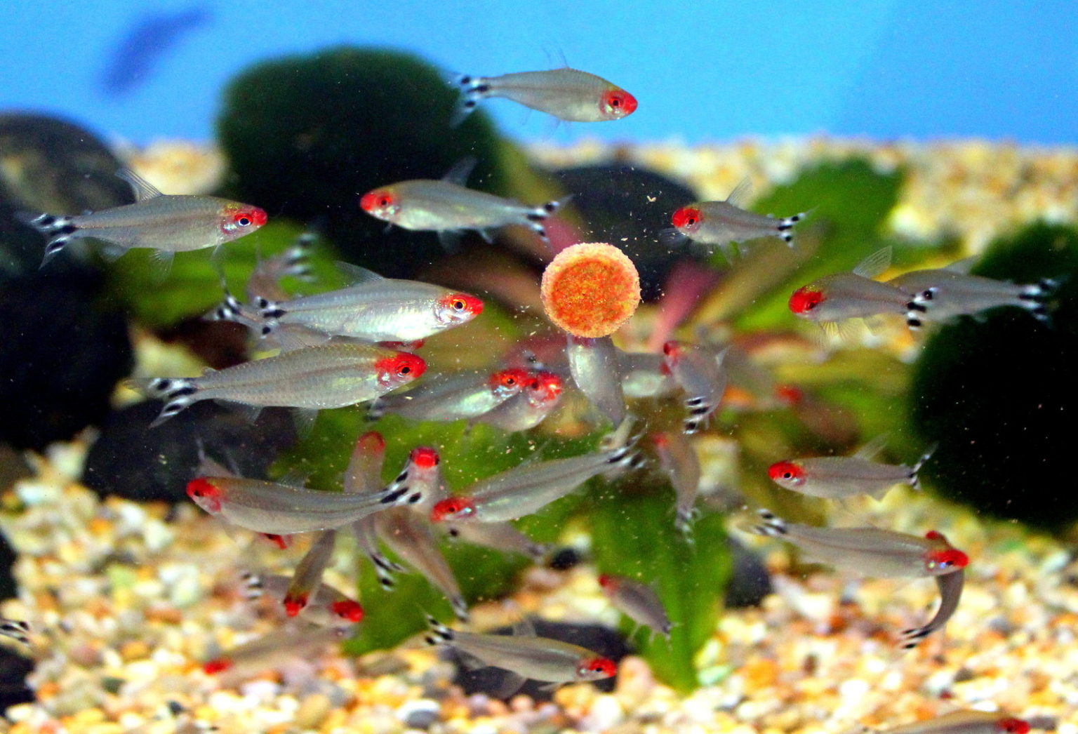 Родостомус, тетра красноносая: содержание аквариумных рыбок
