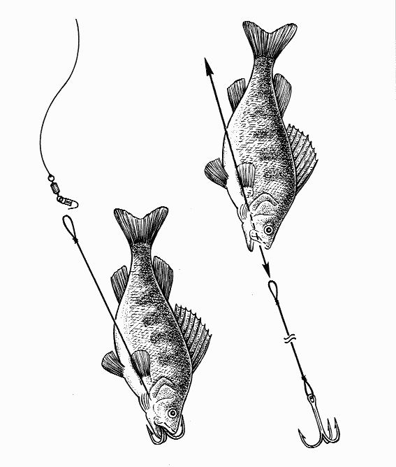 Ловля судака на живца – особенности ловли и сохранения живца для ловли судака