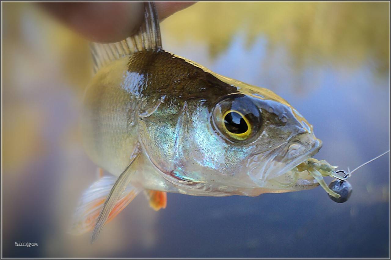 Летняя рыбалка со спиннингом – окунь на микроджиг - база отдыха трёхречье (ахтуба, харабали)