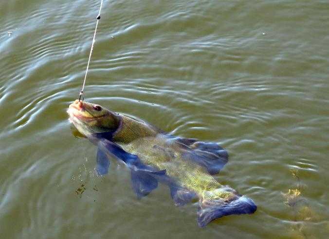 Рыбалка.ловля огромного линя . .лучшая прикормка на линя. линь на поплавочную удочку.