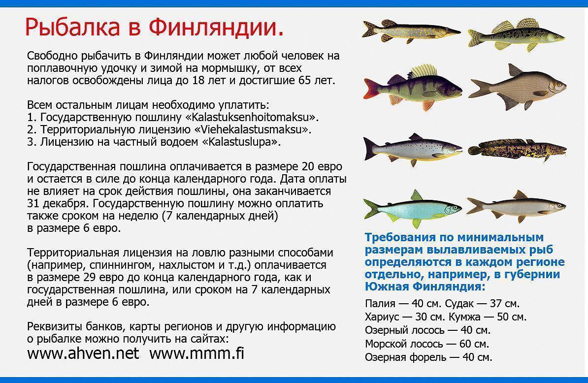 Какую рыбу можно ловить в апреле. Минимальный размер рыбы. Размер рыбы разрешенной к вылову. Правила рыбалки. Минимальный размер рыбы для вылова.