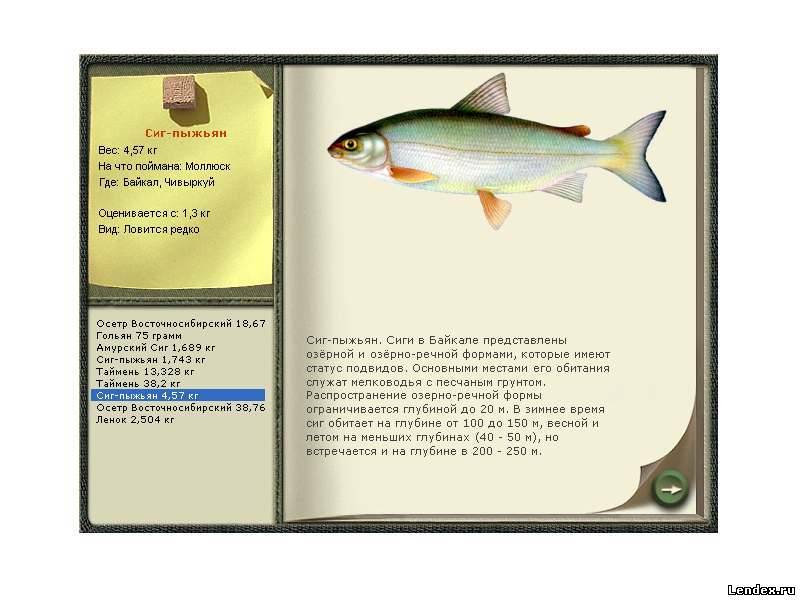 Сиговые породы рыб: список с названиями и фото
