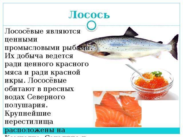Нерка — что за рыба, где водится, описание, полезные свойства, как вкусно приготовить