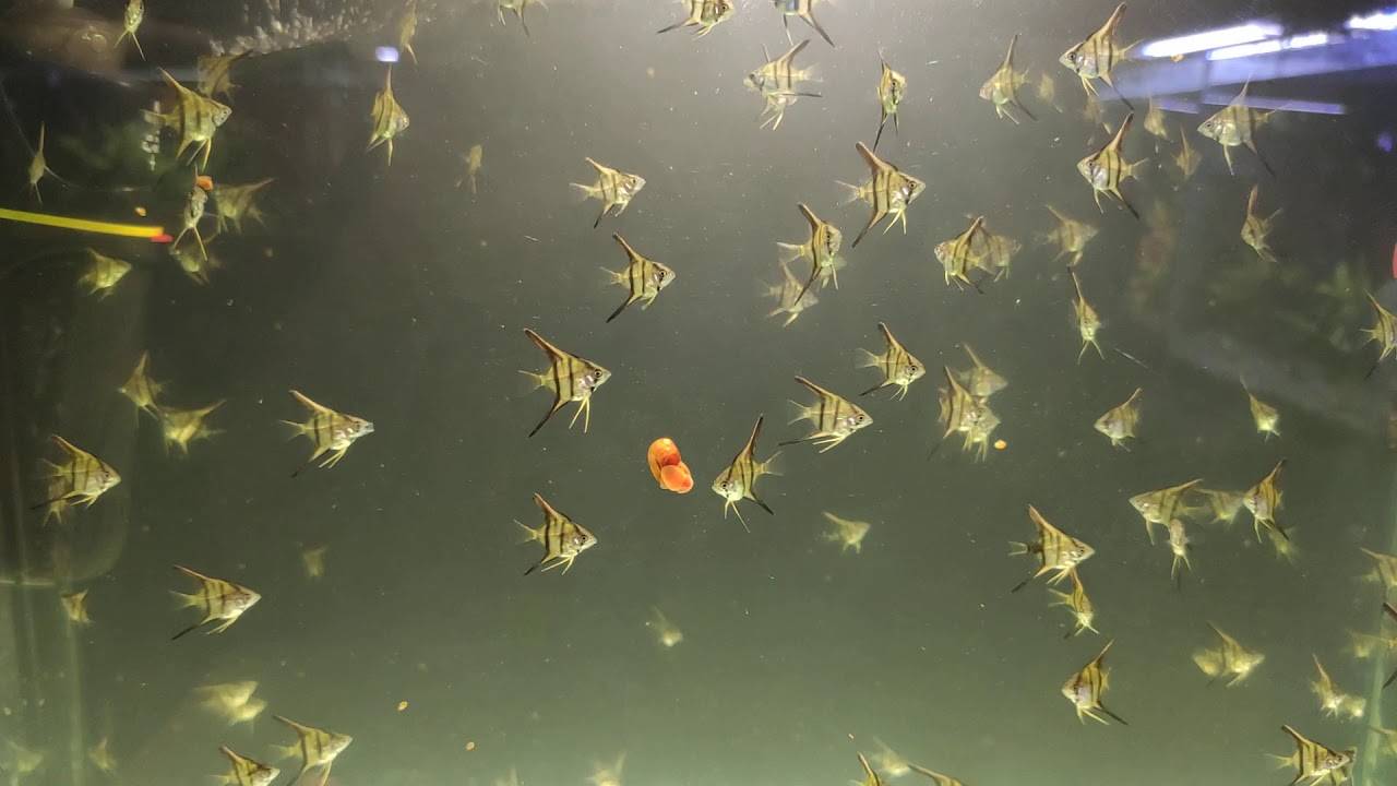 Рыбка скалярия – перламутровая красавица. описание и фото скалярии