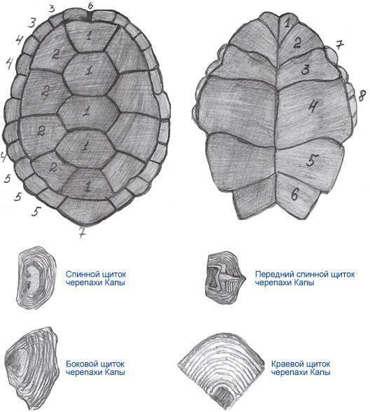 Возраст, рост и продолжительность жизни черепах - черепахи.ру - все о черепахах и для черепах