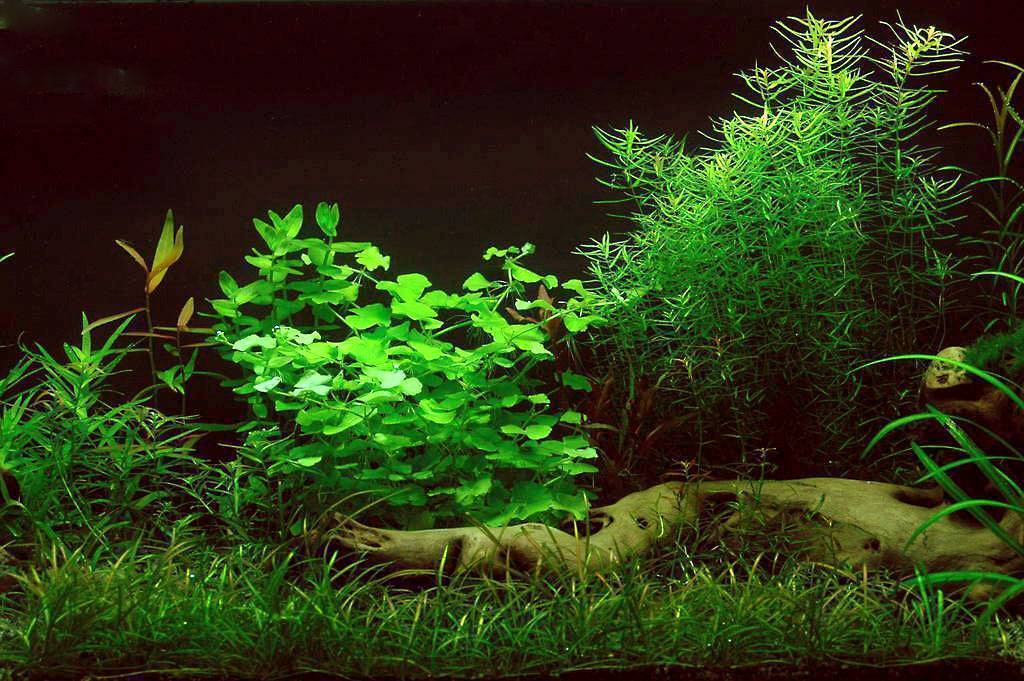Хемиантус микрантемоидес: содержание и уход за аквариумным растением, размножение жемчужной травы