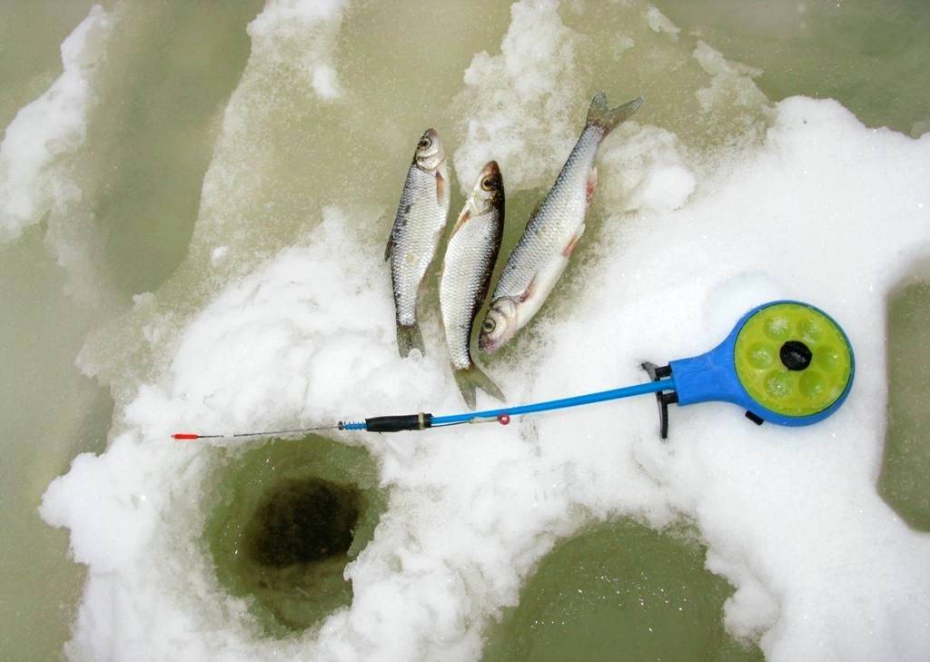Ловля линя зимой: особенности - сайт о рыбалке