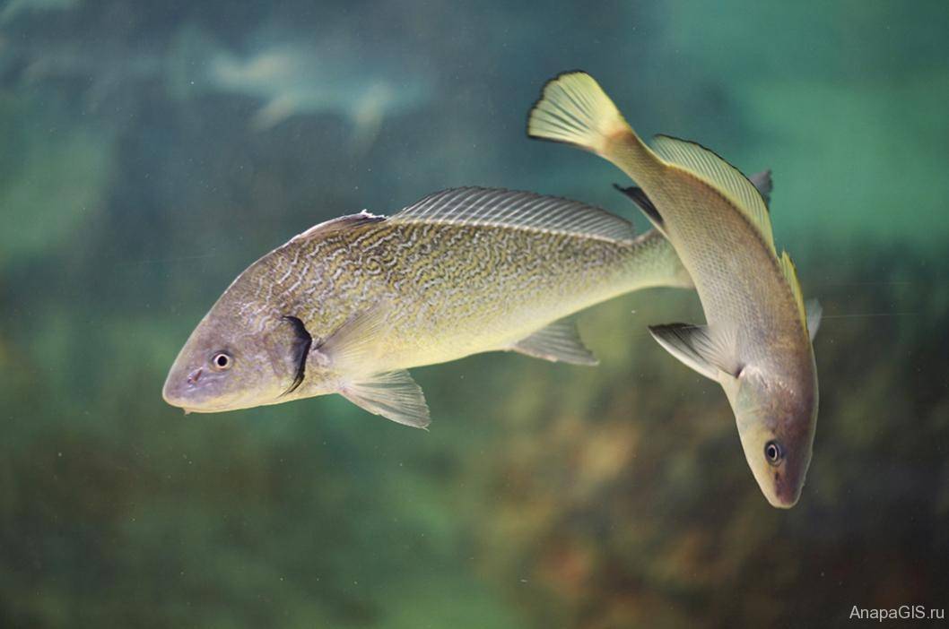 Группер чёрный фото и описание – каталог рыб, смотреть онлайн