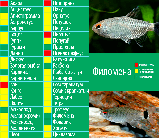 Аквариумные рыбки виды совместимость в аквариуме таблица