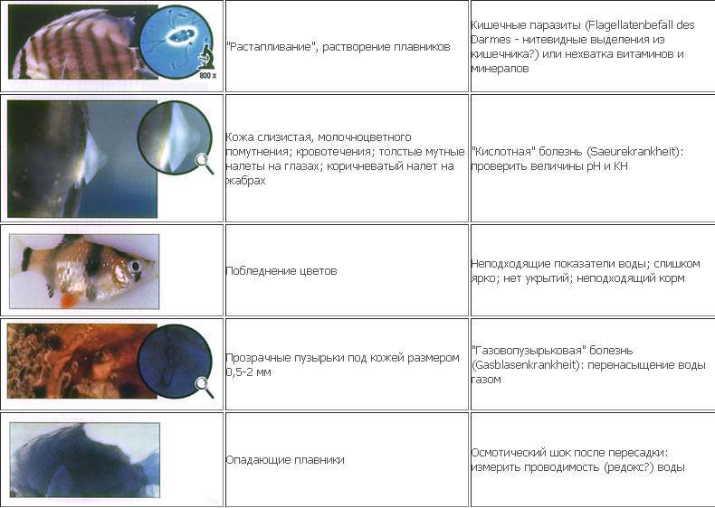 Болезни аквариумных рыб - первые симптомы, профилактика и лечение (видео + 75 фото)
