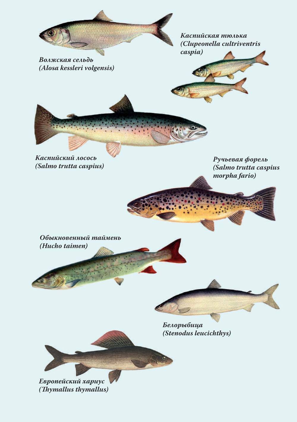 Промысловая рыба каспийский лосось