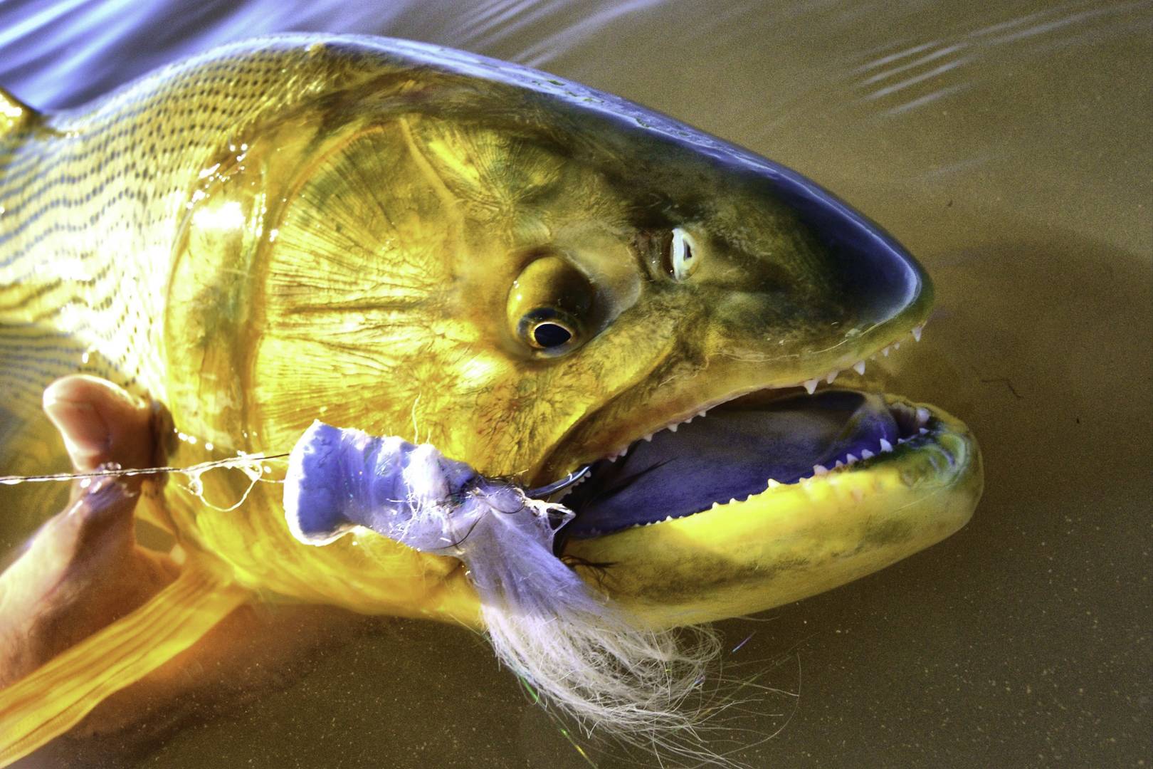 Дорадо золотой – каталог рыб, смотреть онлайн
