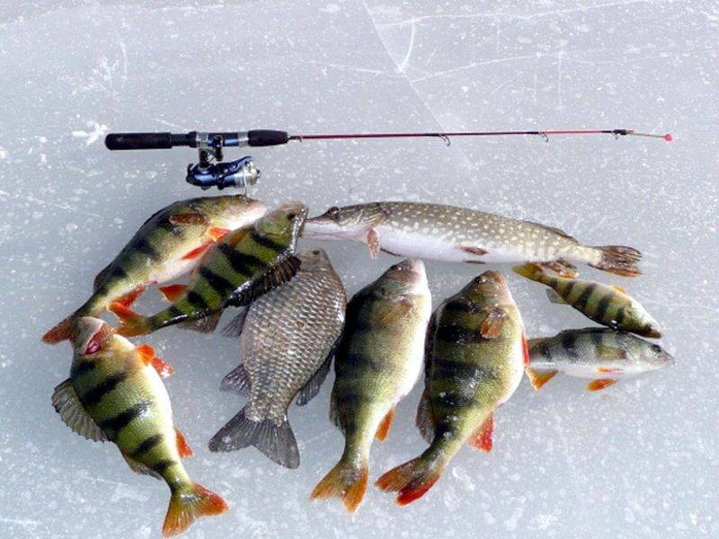 Рыбалка на красивой мече - зимняя и летняя рыбалка, отзывы и видео
