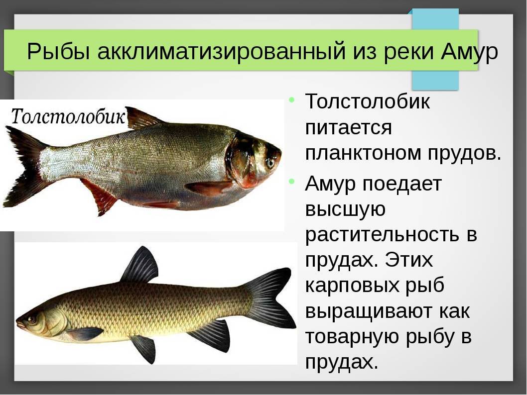 Какая рыба вредна. Толстолобик рыба. Толстолобик и Амур. Доклад о рыбе толстолобик. Рыба толстолобик фото и описание.