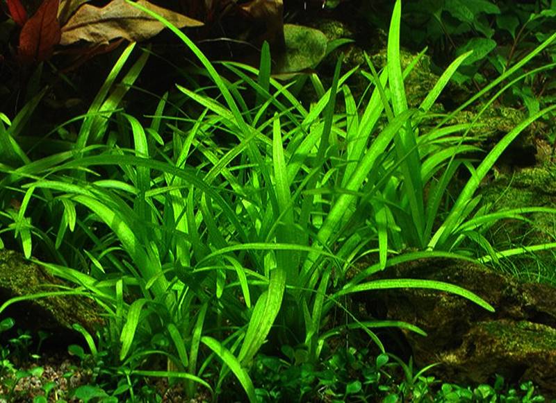 Сагиттария, стрелолист аквариумное растение: содержание, фото